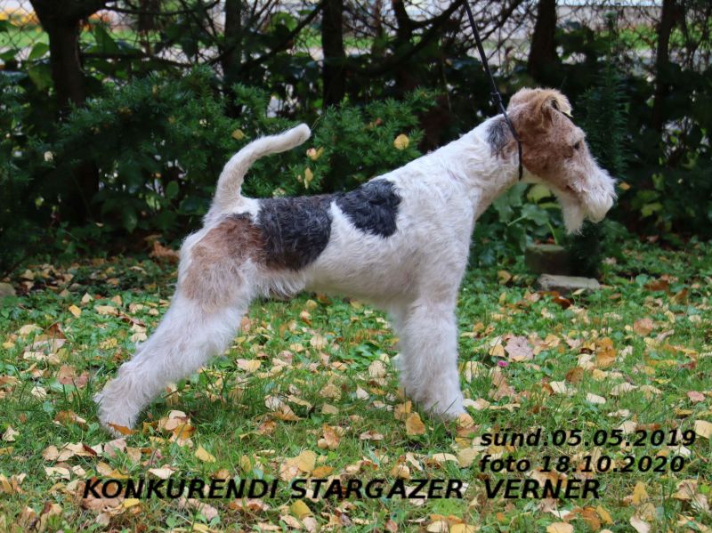 Verner