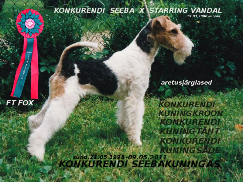 Seebakuningas
