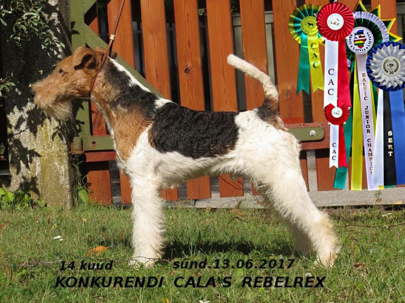 Rebelrex