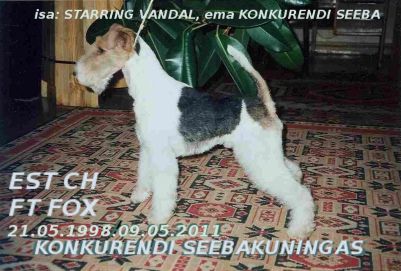 Seebakuningas