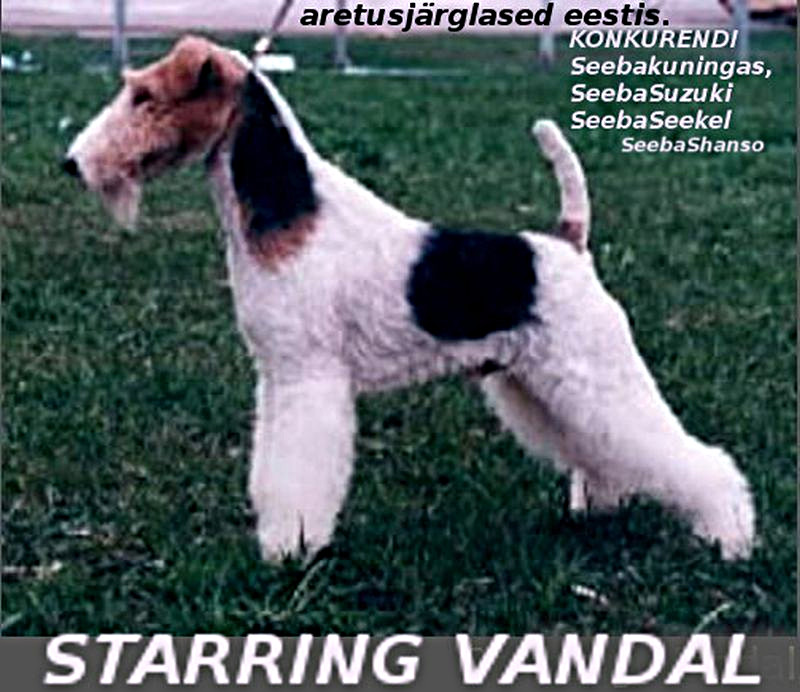 Vandal