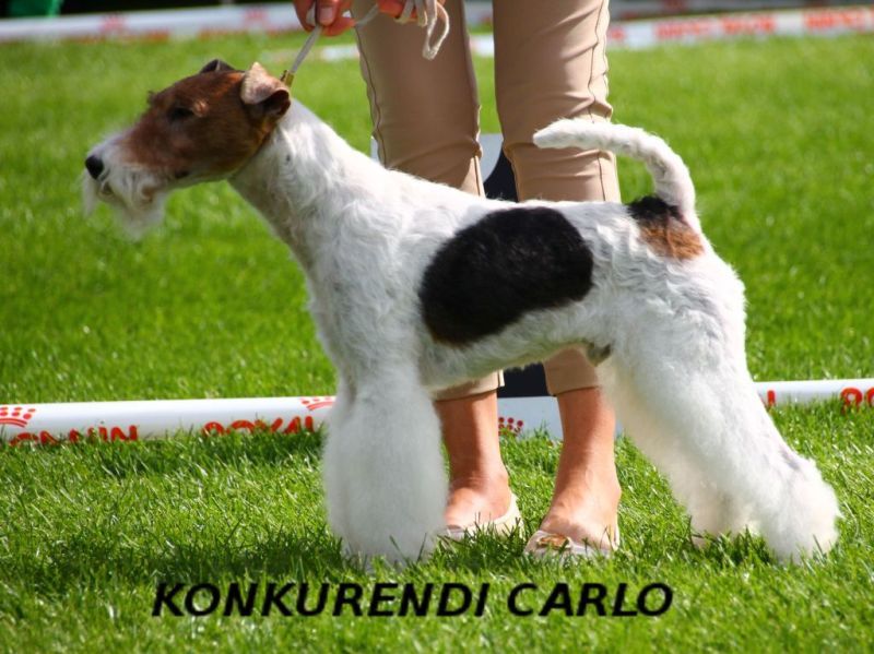 Carlo