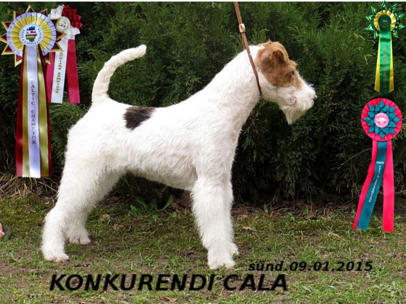 Cala