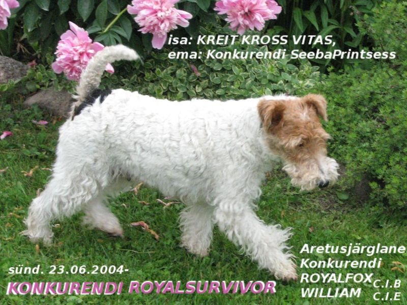 Survivora