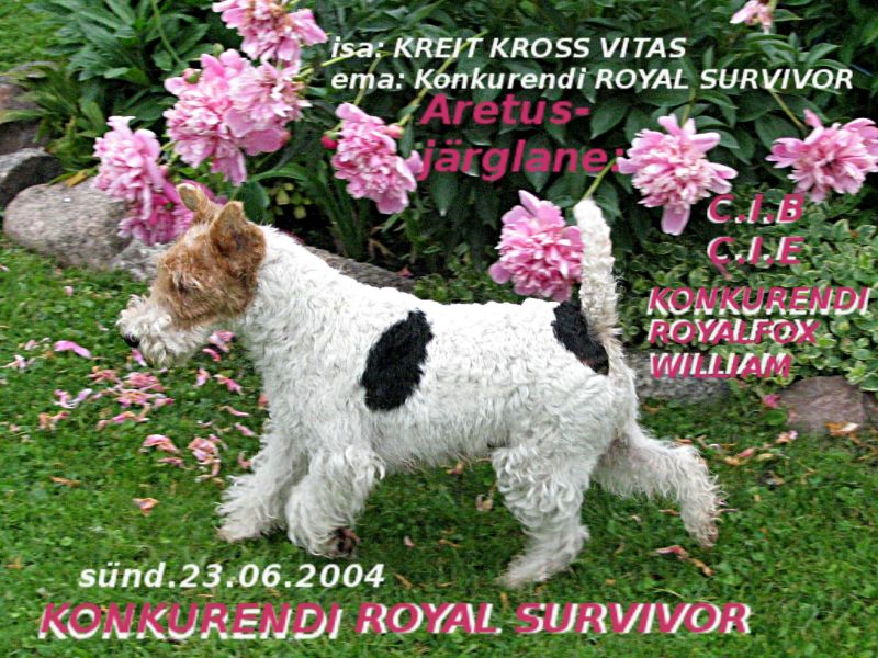 Survivor