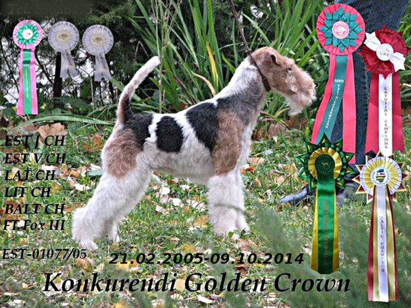 Golden-Crown