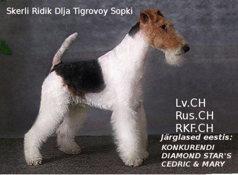 Ridik