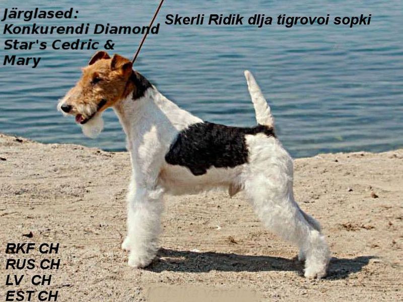 Ridik