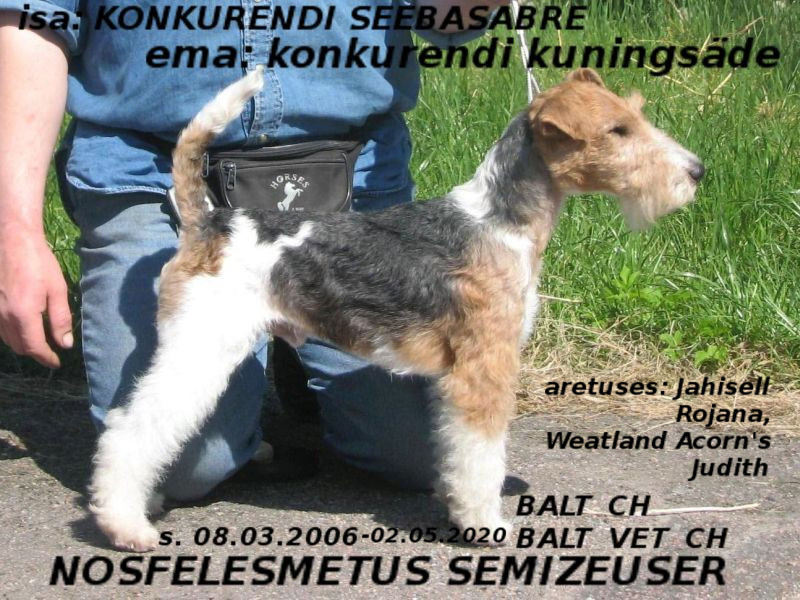 Semizeuzer