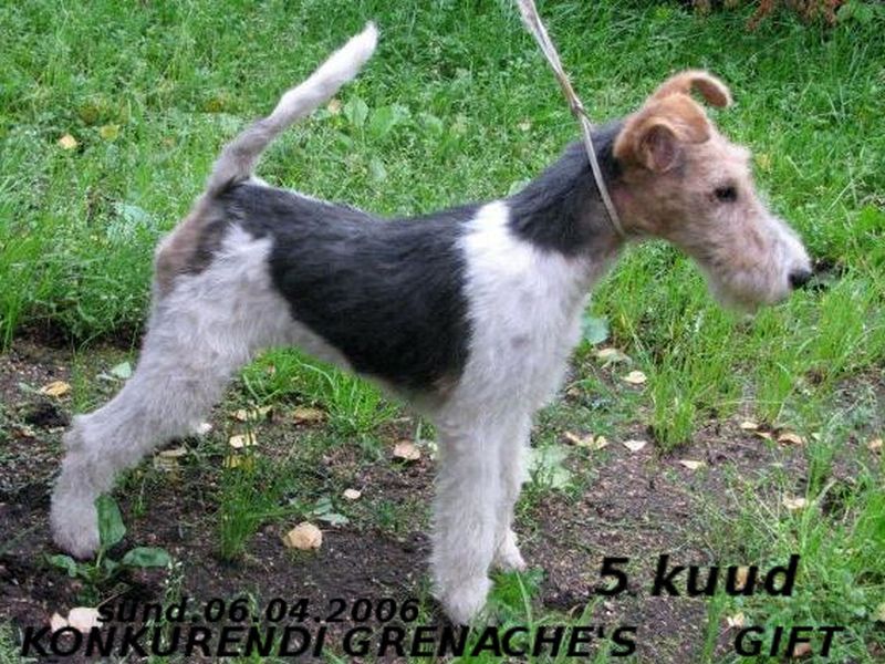 Konkurendi Grance Gift