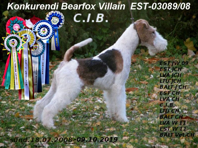 Konkurendi Bearfox Villain