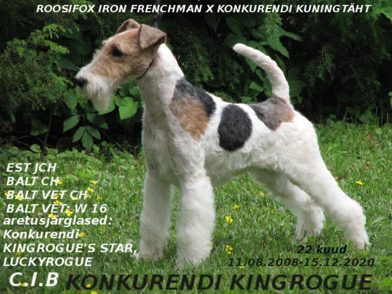Konkurendi Kingrogue