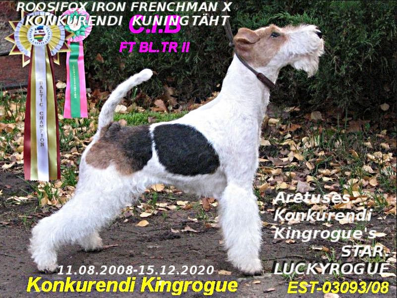 Konkurendi Kingrogue