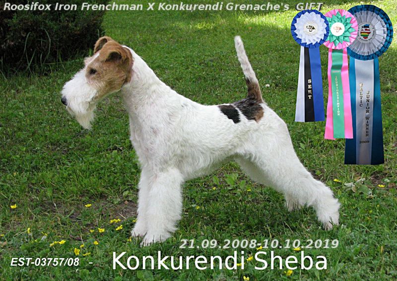 Konkurendi Sheba
