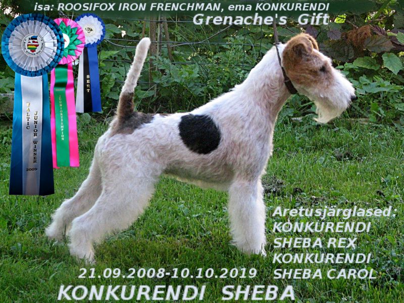 Konkurendi Sheba