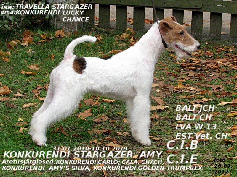 Konkurendi Stargazer Amy