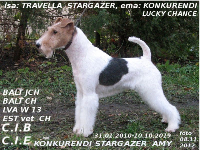Konkurendi Stargazer Amy