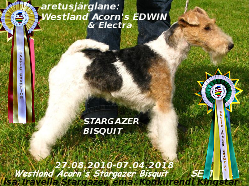 Westland Acorn Stargazer Bisquit