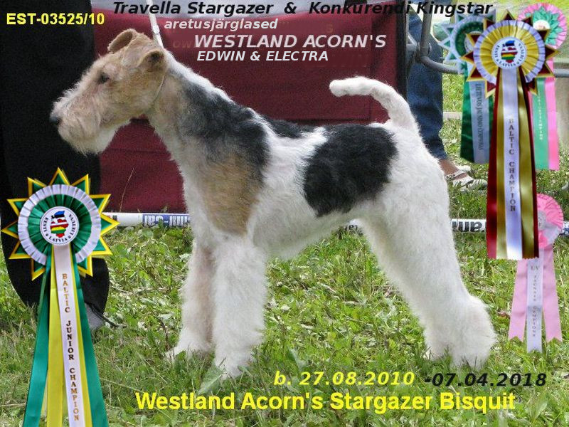 Westland Acorn Stargazer Bisquit