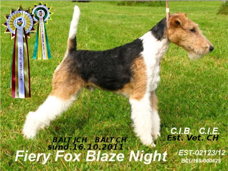 Fiery Fo Blaze Night