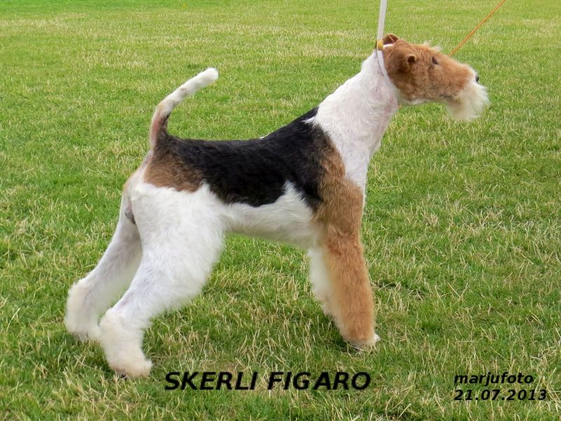 Skerli Figaro