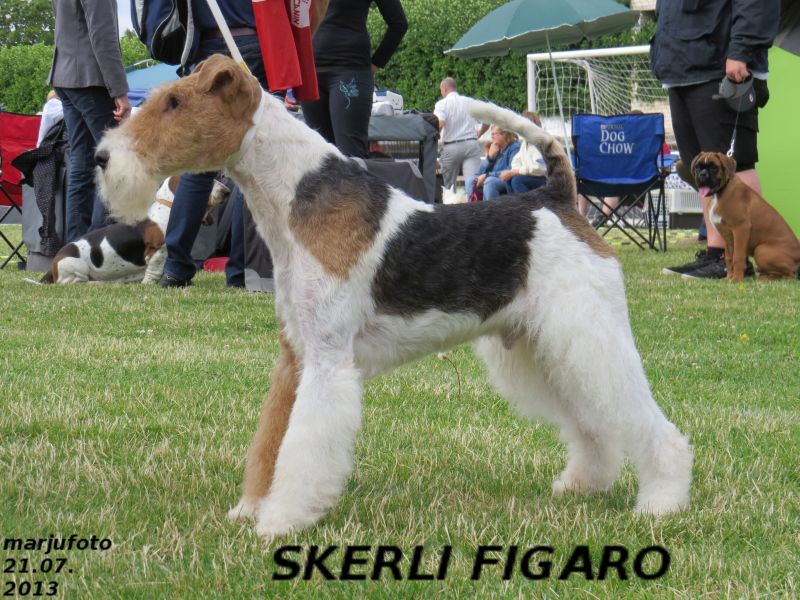 Skerli Figaro