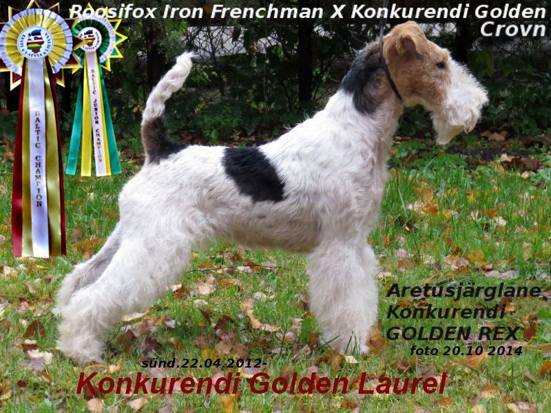Konkurendi Golden Laurel