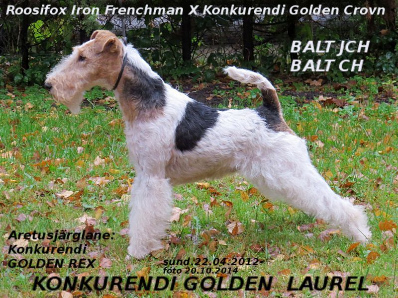 Konkurendi Golden Laurel