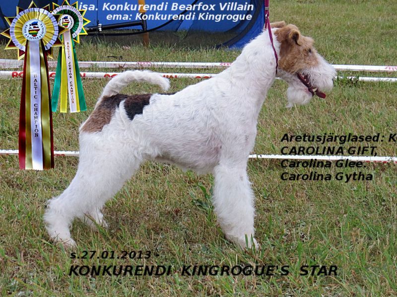 Konkurendi Kingrogue Star