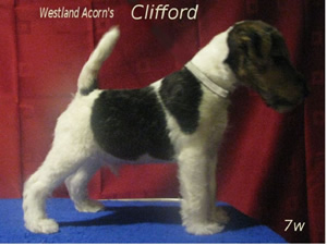 Clifford
