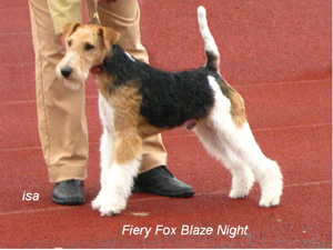 Blaze Night