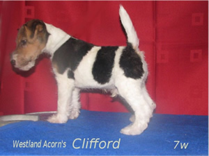 Clifford