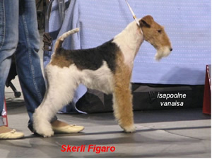 Figaro