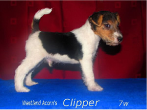 Clipper