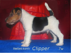 Clipper