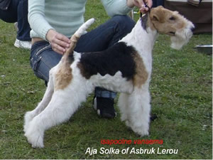 Lerou