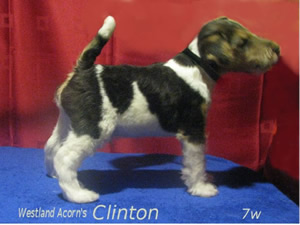 Clinton