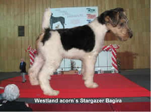 Bagira