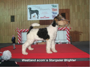 Blighter