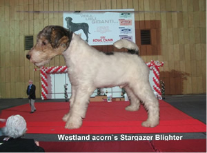 Blighter