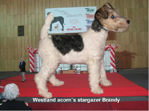 Brandy