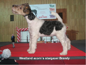 Brandy
