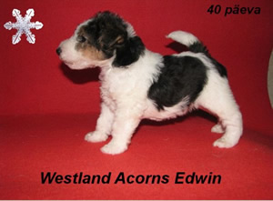 Edwin