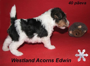 Edwin