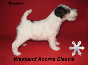 Electra