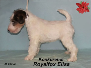 Elisa