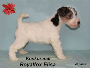 Elisa