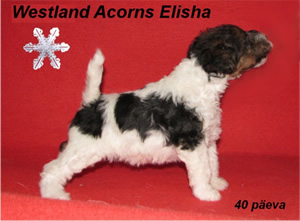 Elisha