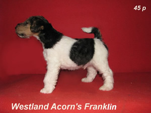 Franklin