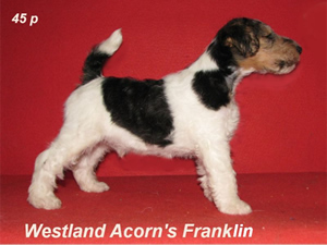Franklin
